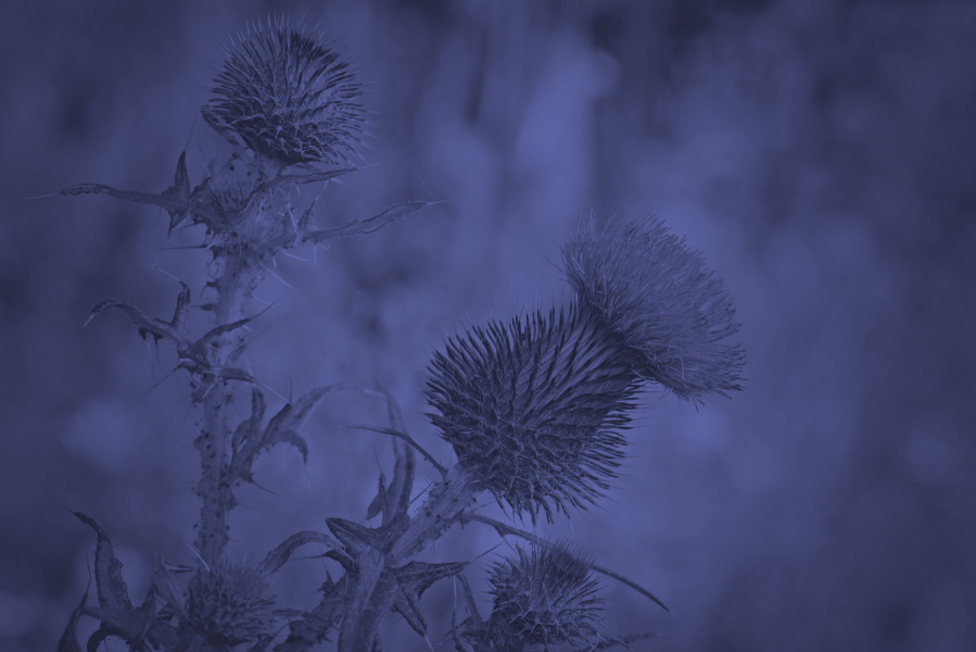 Image of Thistle in Blue.png