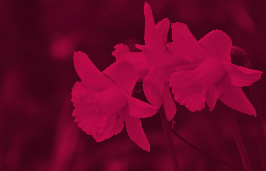 Image of Daffodil in Red.png
